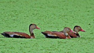 Black-bellied Whistling Duck