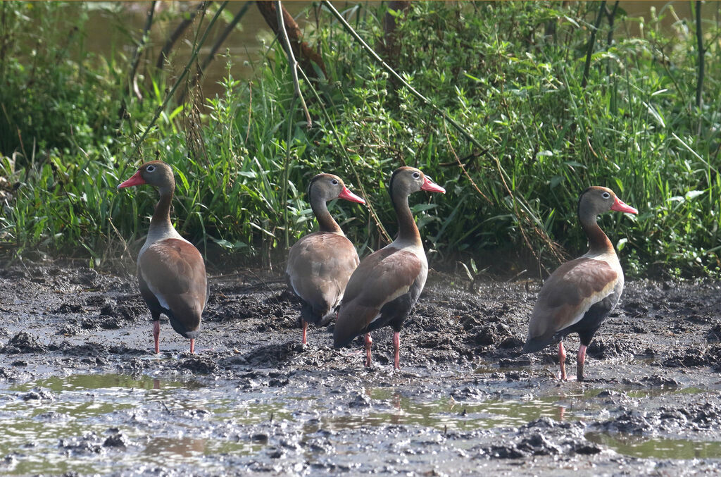 Dendrocygne à ventre noir