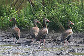 Dendrocygne à ventre noir