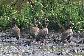 Dendrocygne à ventre noir