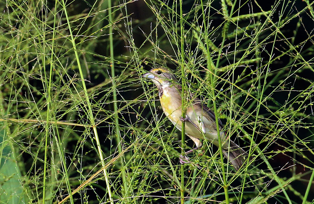 Dickcissel d'Amérique