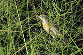 Dickcissel d'Amérique