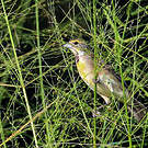 Dickcissel d'Amérique