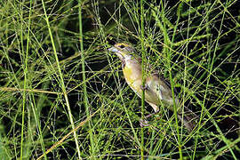 Dickcissel