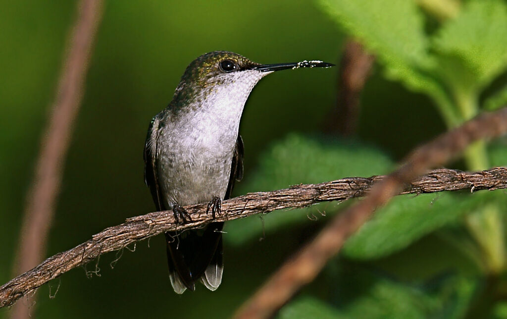 Fork-tailed Woodnymph female adult