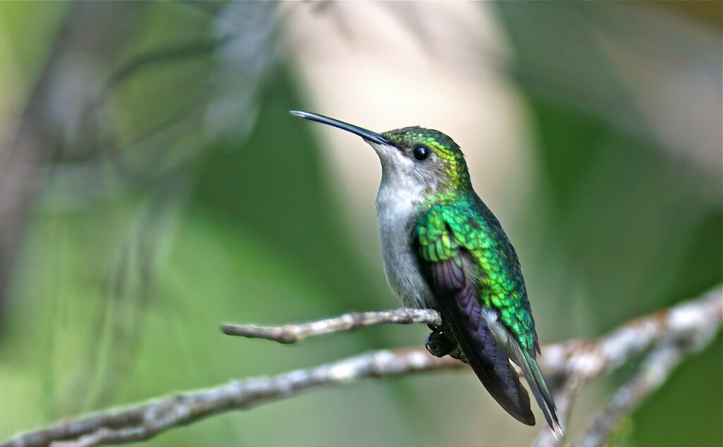 Fork-tailed Woodnymph female adult, identification