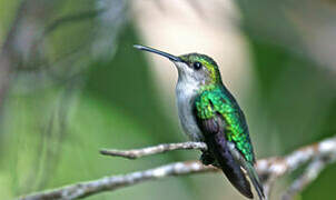 Fork-tailed Woodnymph