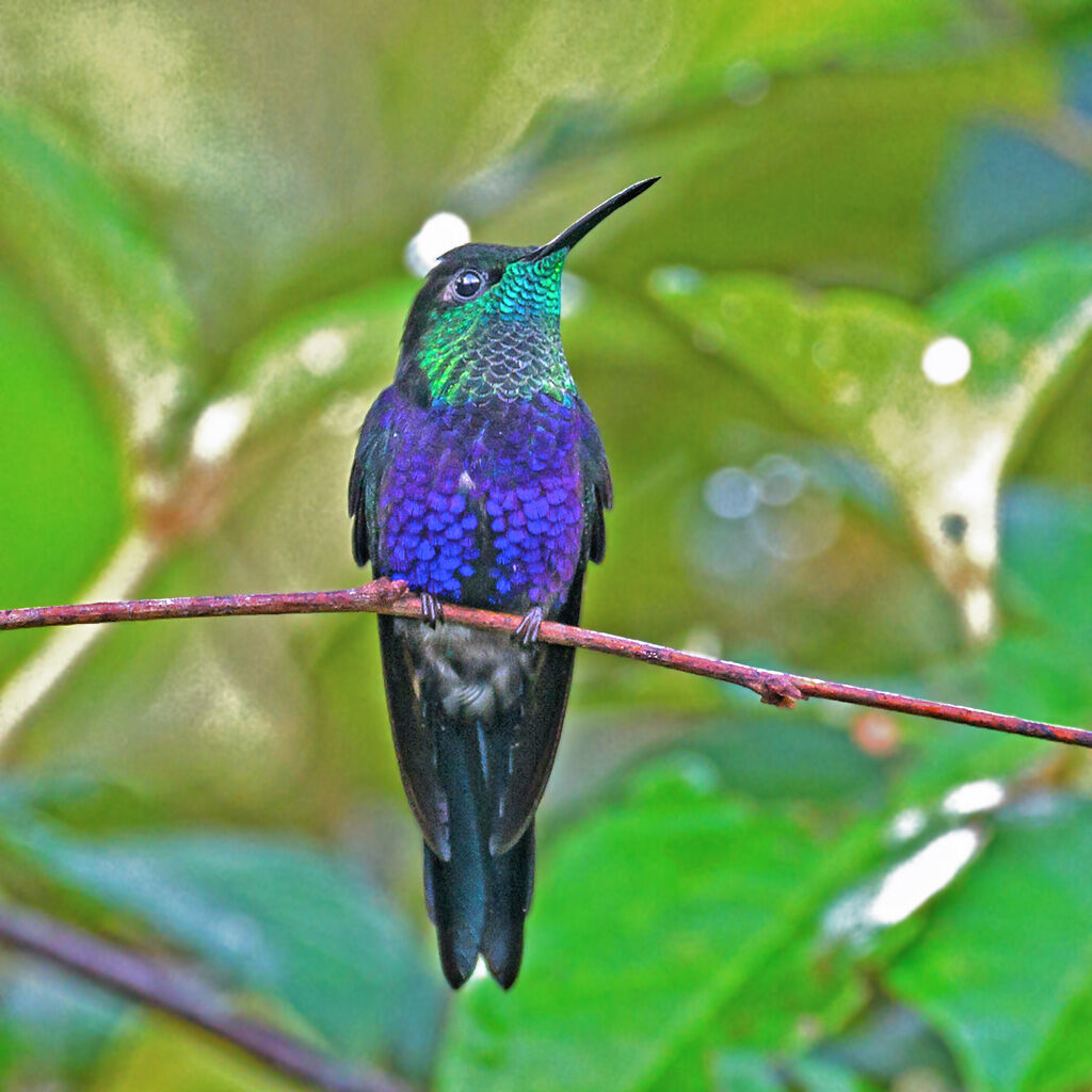 Fork-tailed Woodnymph male adult