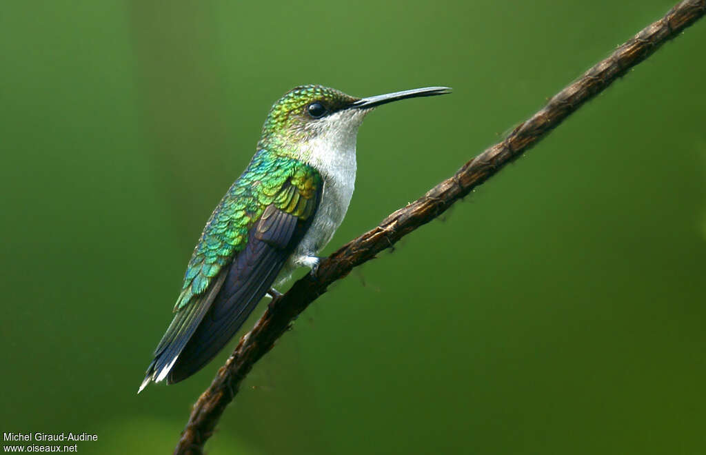 Fork-tailed Woodnymph female adult, identification