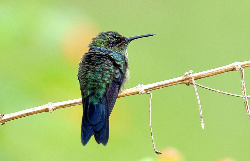 Fork-tailed Woodnymph male juvenile