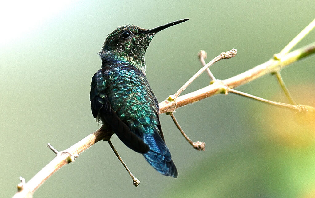 Fork-tailed Woodnymph male juvenile