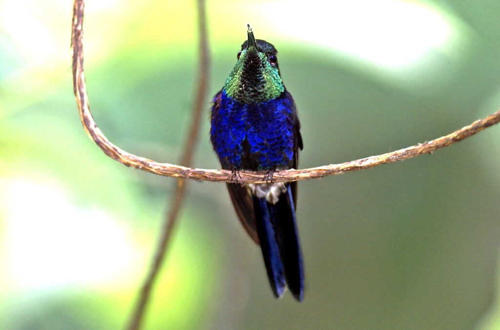 Fork-tailed Woodnymph male adult