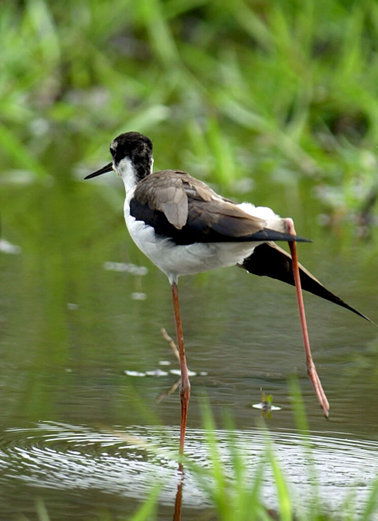 Échasse d'Amérique, identification