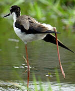 Black-necked Stilt