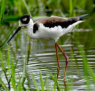 Black-necked Stilt