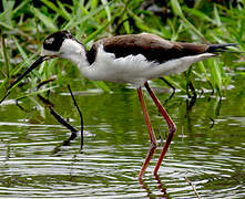 Black-necked Stilt