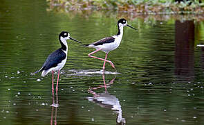 Black-necked Stilt