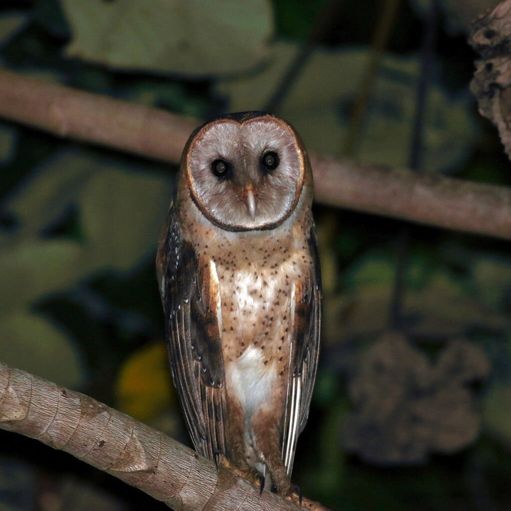 American Barn Owl