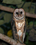 American Barn Owl