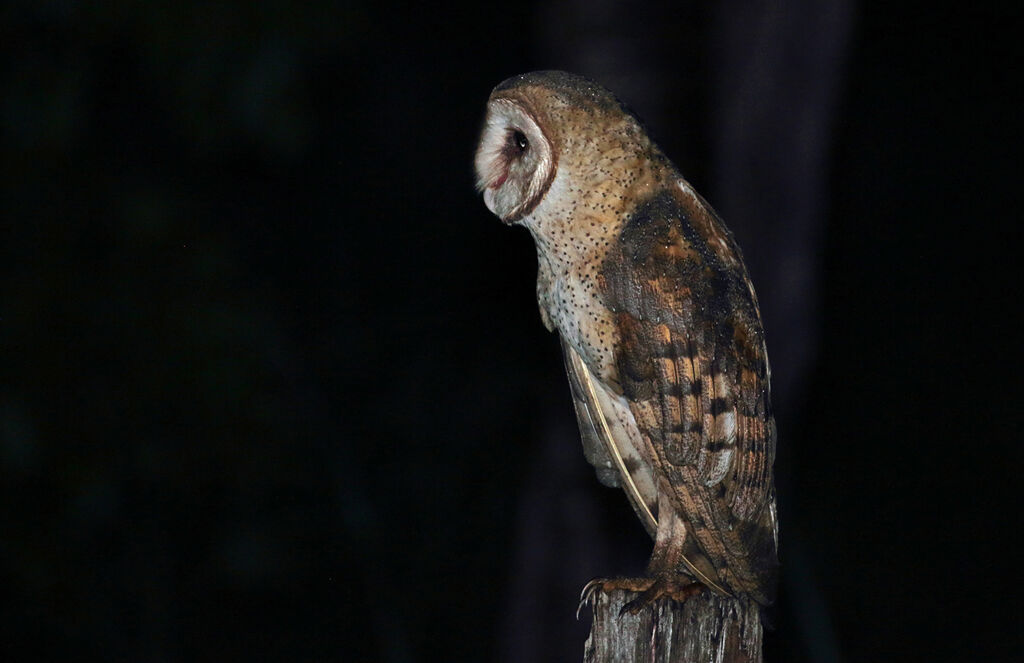 American Barn Owl