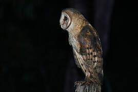 American Barn Owl