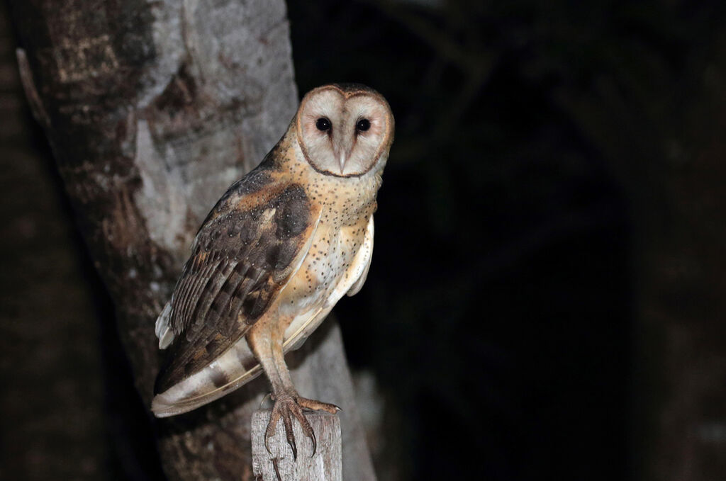 American Barn Owl