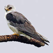 White-tailed Kite