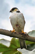 Pearl Kite