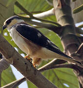 Pearl Kite