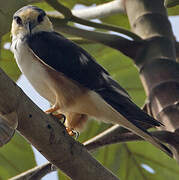 Pearl Kite