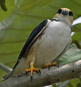 Pearl Kite