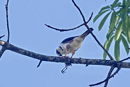 Pearl Kite