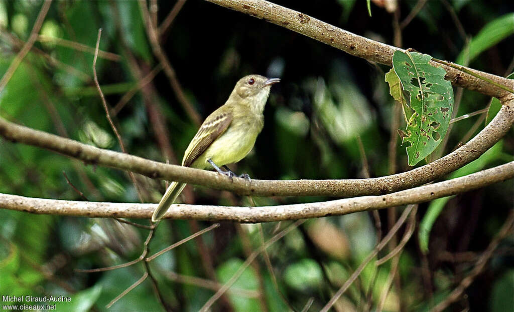 Yellow-crowned Elaeniaadult, identification