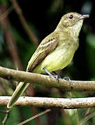 Yellow-crowned Elaenia