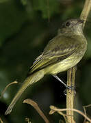 Yellow-crowned Elaenia