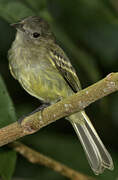 Yellow-crowned Elaenia