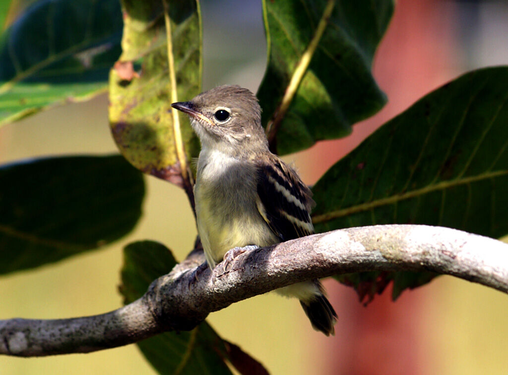 Yellow-bellied Elaeniajuvenile