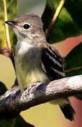 Yellow-bellied Elaenia