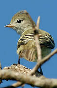 Yellow-bellied Elaenia