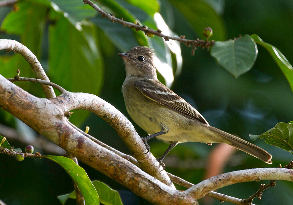 Yellow-bellied Elaenia