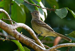 Yellow-bellied Elaenia