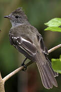 Yellow-bellied Elaenia