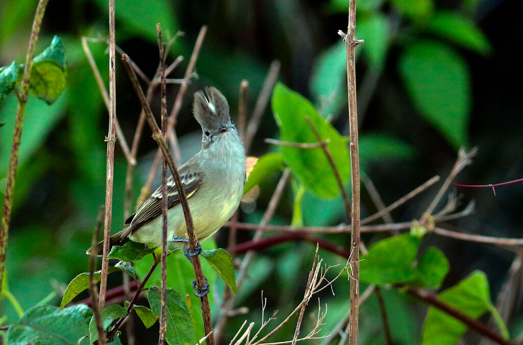 Yellow-bellied Elaenia