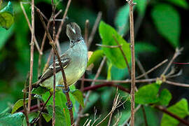 Yellow-bellied Elaenia