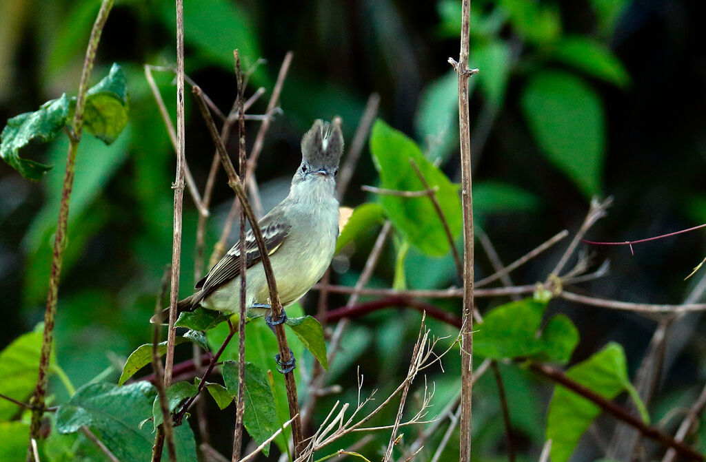 Yellow-bellied Elaeniaadult