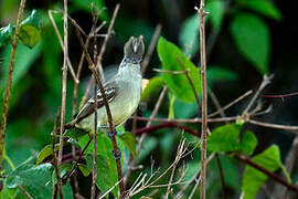 Yellow-bellied Elaenia