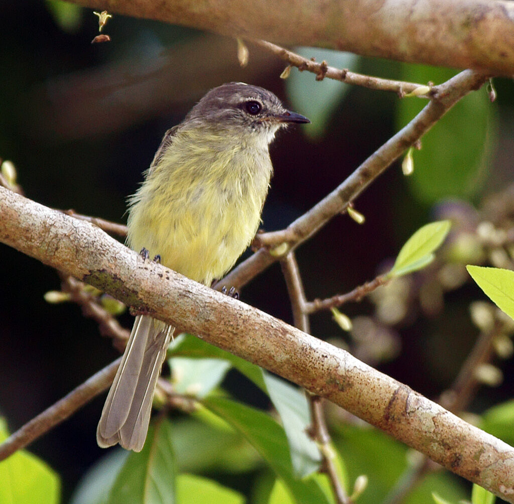 Forest Elaenia