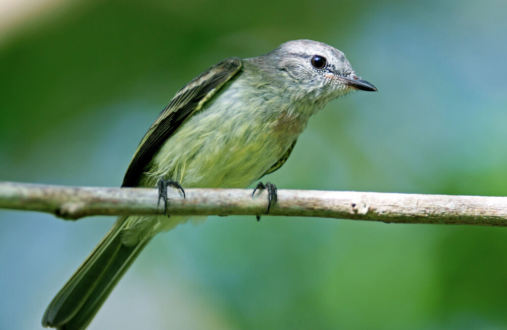 Forest Elaenia