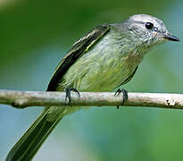 Forest Elaenia