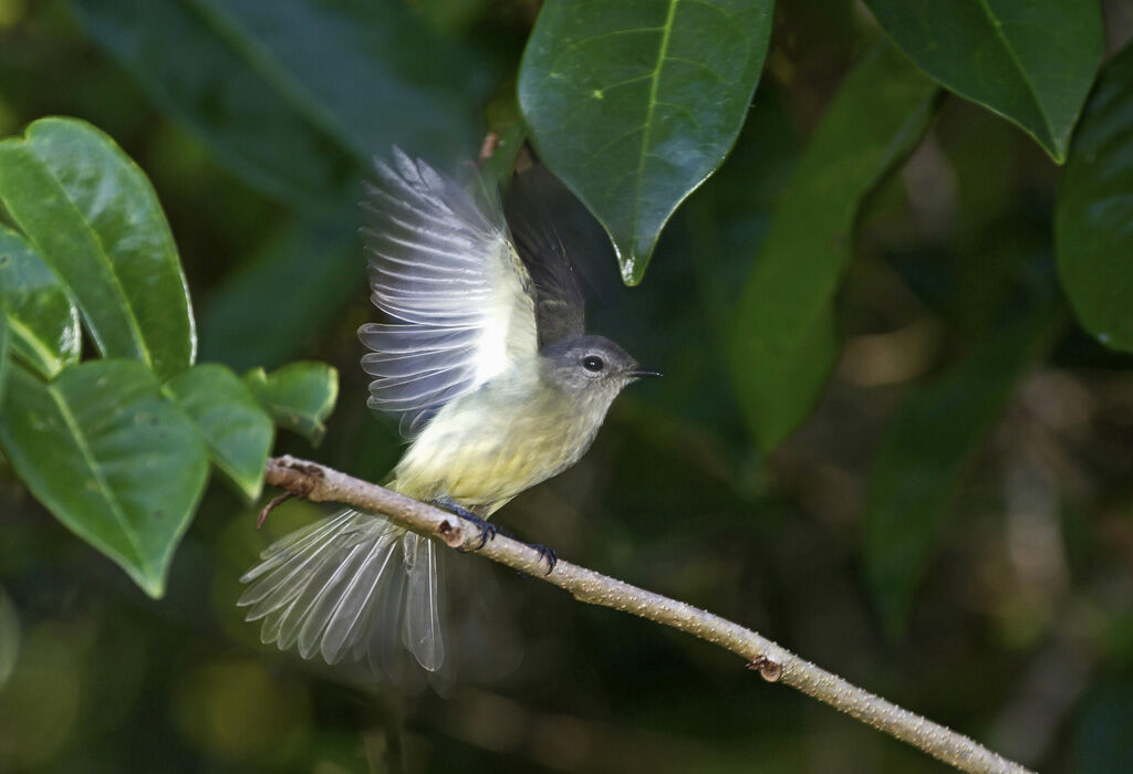 Forest Elaenia